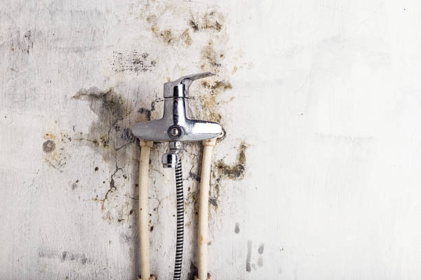 Best Bathroom Mold Remediation in San Angelo, TX