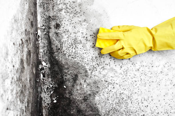 Best Basement Mold Remediation in San Angelo, TX
