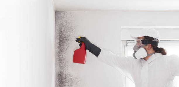 Best Commercial Mold Remediation in San Angelo, TX