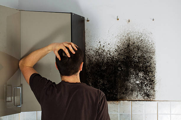 Best Attic Mold Remediation in San Angelo, TX