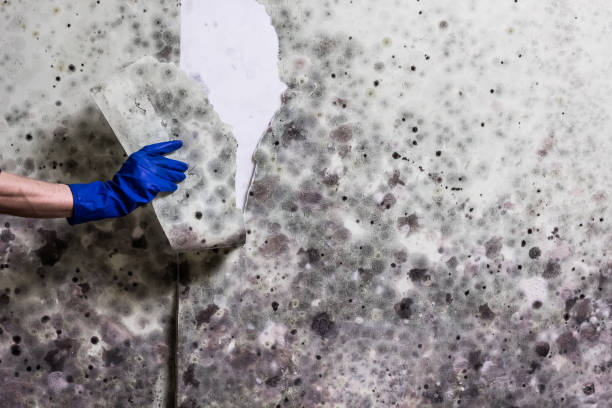 Best HVAC Mold Remediation in San Angelo, TX