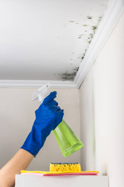 Best Commercial Mold Remediation in San Angelo, TX