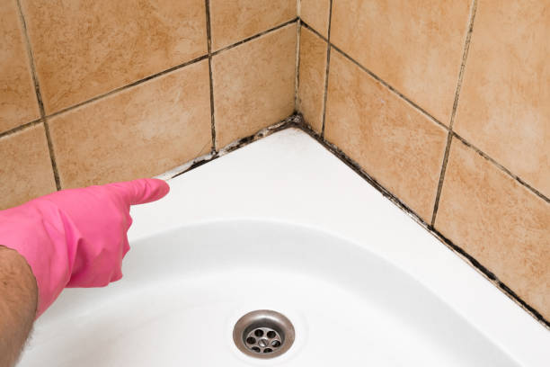 Best Localized Mold Remediation (e.g., coastal areas, humid climates) in San Angelo, TX